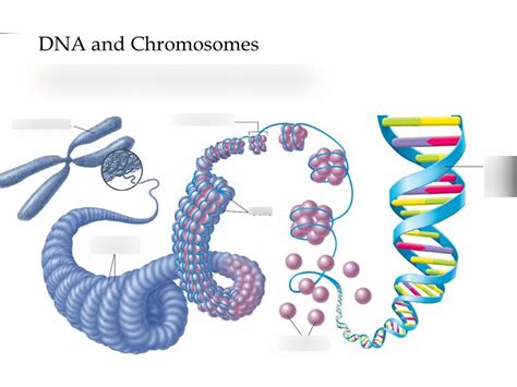 what is dna quizlet|what does dna contain quizlet.